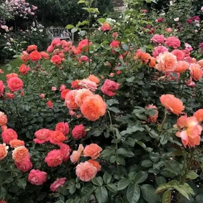 Роза БЕЛЬВЕДЕР шраб в Речице