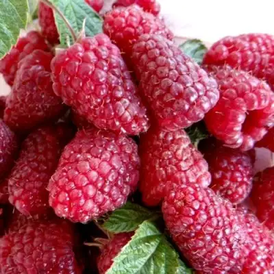 Малина КАСКАД ДЕЛАЙТ в Речице