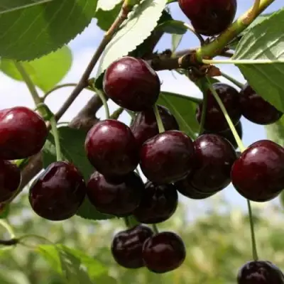 Вишня СВЕРДЛОВЧАНКА степная в Речице