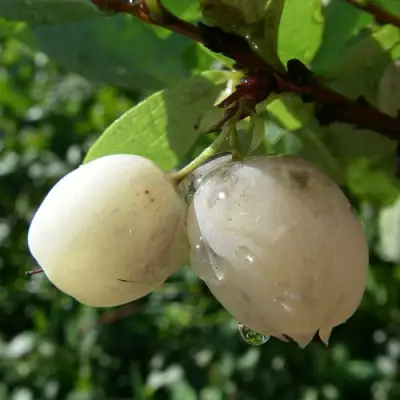 Голубика СНЕГУРОЧКА в Речице