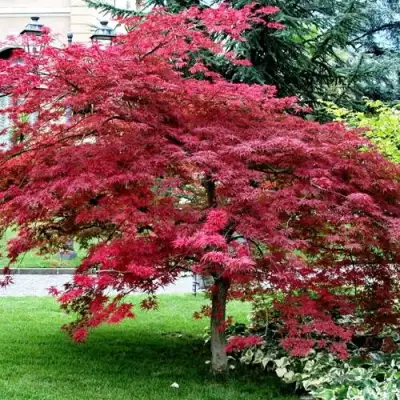 Клен пальмолистный в Речице