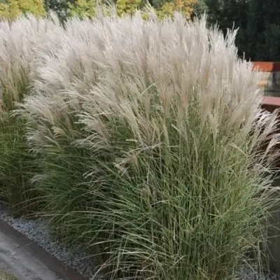 Мискантус КЛЯЙН СИЛЬБЕРСПАЙН китайский  в Речице