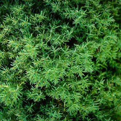 Туя ТЕДДИ западная в Речице