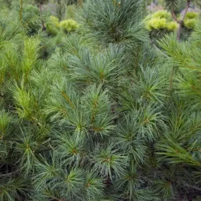 Сосна АРМАНДИ в Речице