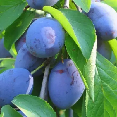 Слива ПЕРДРИГОН в Речице