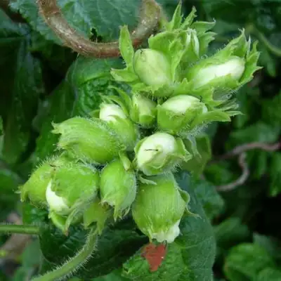 Фундук ВЕББА ЦЕННЫЙ в Речице