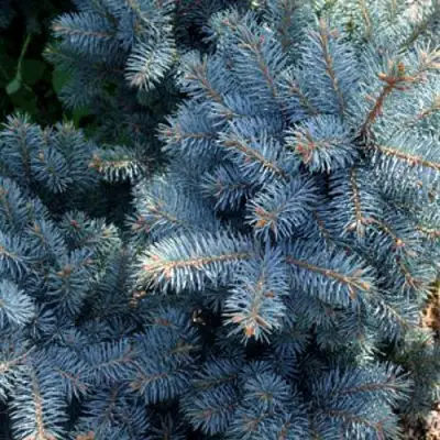 Ель МАДЖЕСТИК БЛЮ колючая в Речице