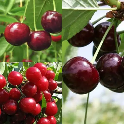 Комплект ВИШНЕВЫЙ САД в Речице