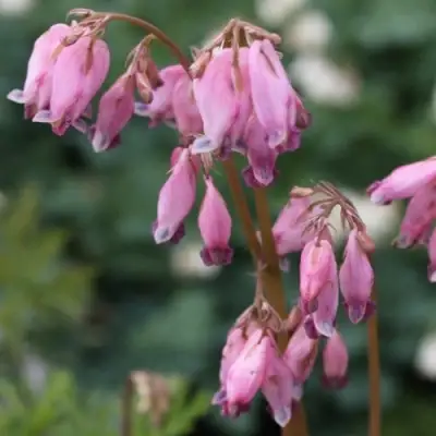 Дицентра изящная в Речице