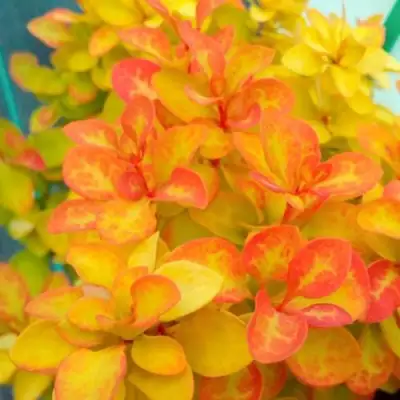 Барбарис САММЕР САНСЕТ тунберга в Речице