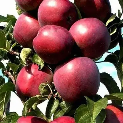 Яблоня СОЗВЕЗДИЕ колонновидная в Речице