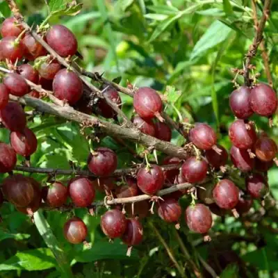 Крыжовник ОЛАВИ (ХИННОНМАЕН ПУНАЙНЕН) в Речице