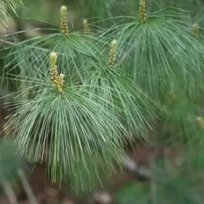 Сосна АРМАНДИ в Речице