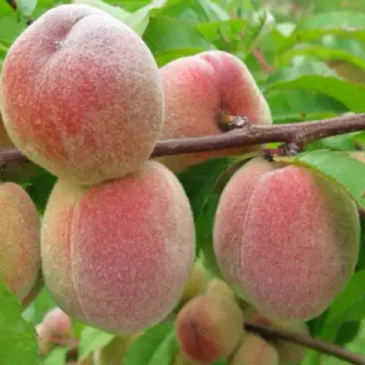 Персик ЕЛГАВСКИЙ в Речице