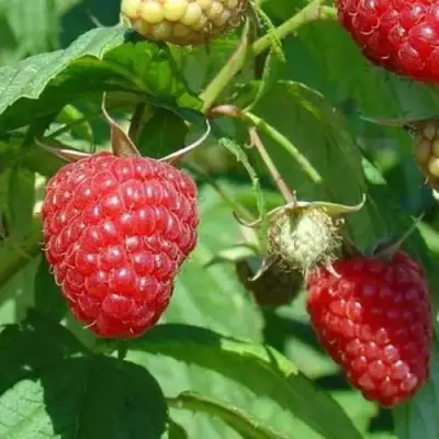 Малина ТАДМОР в Речице