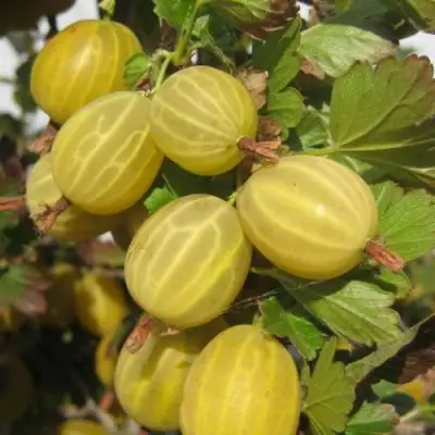 Крыжовник ЯРОВОЙ в Речице