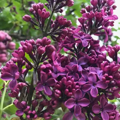 Сирень ЛЮДВИГ ШПЕТ в Речице