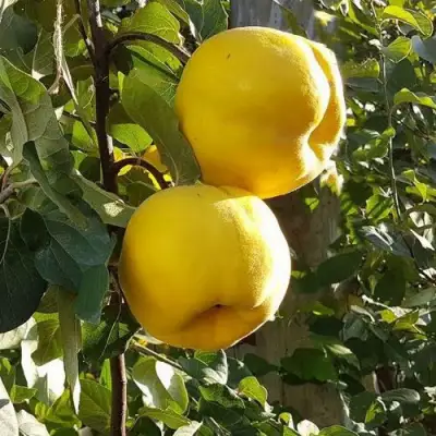 Айва МАРИЯ в Речице