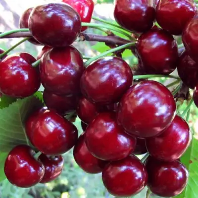 Вишня ЖУКОВСКАЯ в Речице