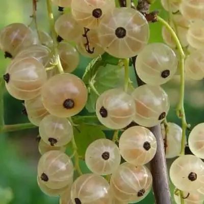 Смородина белая СМОЛЬЯНИНОВСКАЯ в Речице