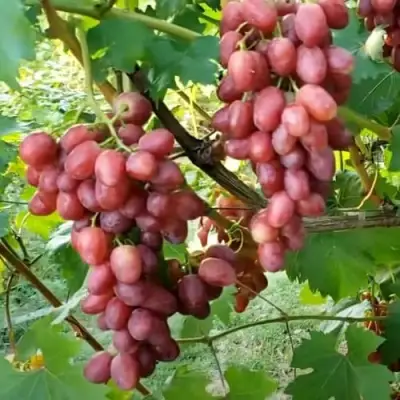 Виноград БАСАНТИ в Речице