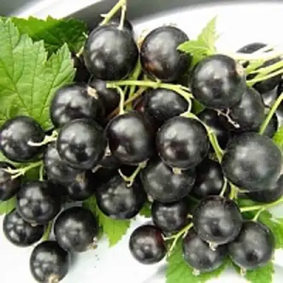 Смородина чёрная ТИТАНИЯ в Речице