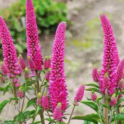 Вероника ФЕРСТ ЛАВ длиннолистная в Речице