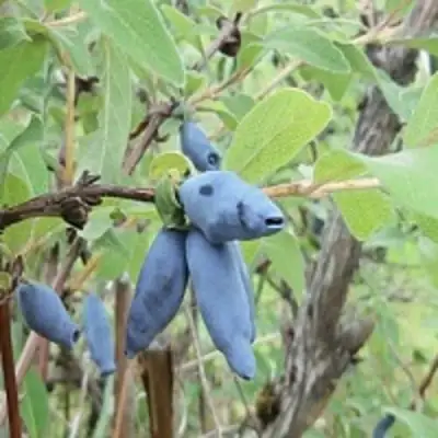 Жимолость съедобная ПУШКИНСКАЯ в Речице