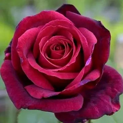 Роза ПАПА МЕЙЯН чайно-гибридная в Речице