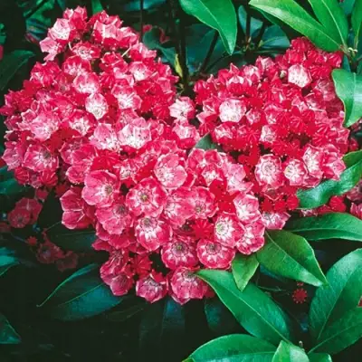 Кальмия КАРДИНАЛ в Речице