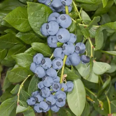 Голубика ЛИБЕРТИ в Речице