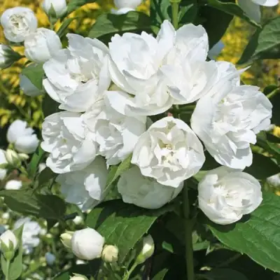 Жасмин махровый в Речице