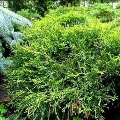 Кипарисовик ФИЛИФЕРА АУРЕА ВАРИЕГАТТА горохоплодный в Речице