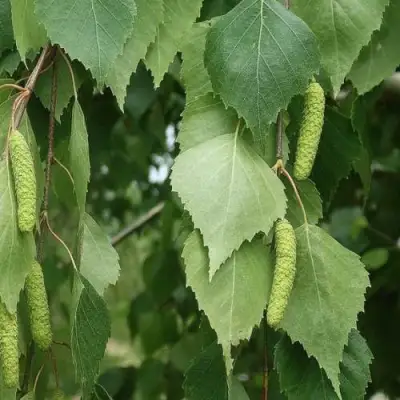 Береза бородавчатая в Речице