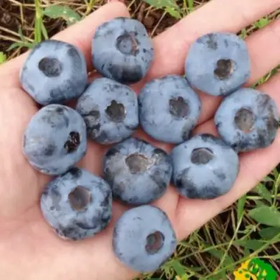 Голубика ЧАНДЛЕР в Речице