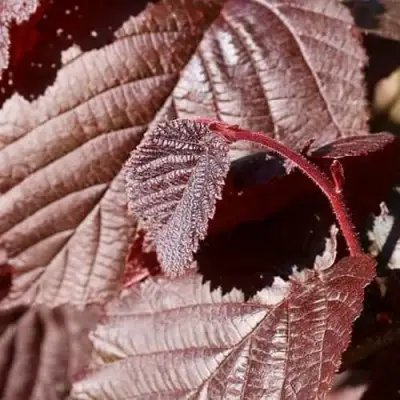 Фундук СИРЕНА в Речице