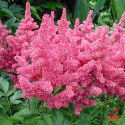 Астильба БОНН японская в Речице