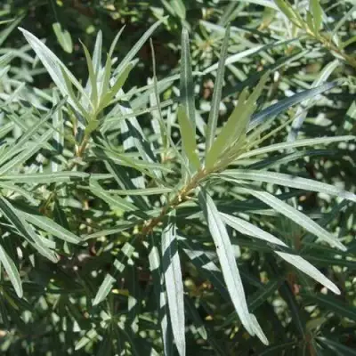 Облепиха ЛОРД (МУЖСКАЯ) в Речице