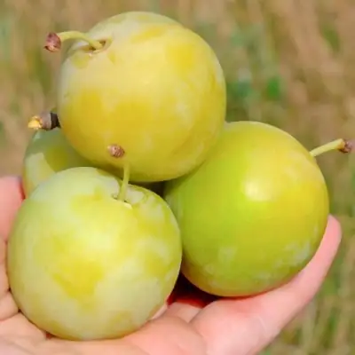 Слива РЕНКЛОД ранний в Речице