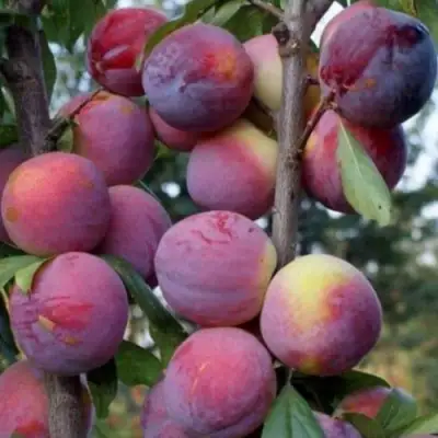 Слива ИМПЕРИАЛ колонновидная в Речице