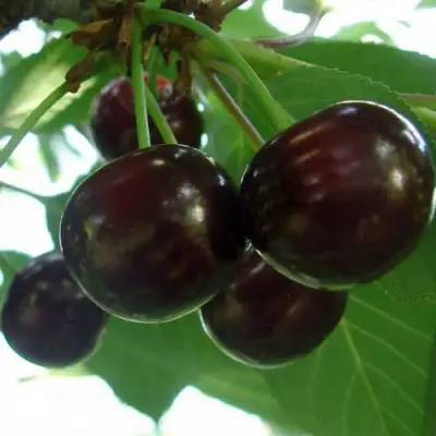 Дюк КСЕНИЯ (ЧЕРЕВИШНЯ) в Речице