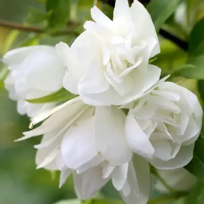 Жасмин МАНТО Д’ЭРМИН в Речице