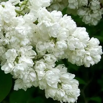 Сирень ПАМЯТЬ О КОЛЕСНИКОВЕ в Речице