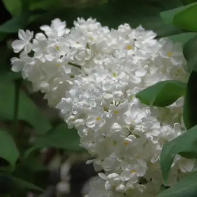 Сирень РУССКИЙ СЕВЕР в Речице