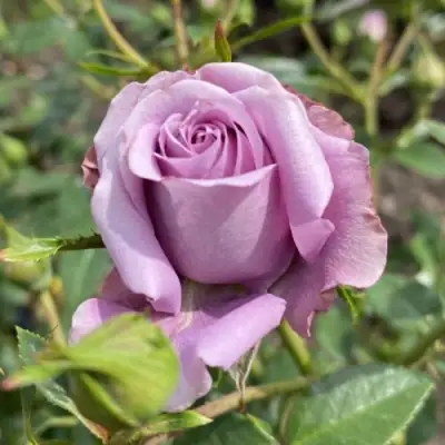 Роза БИЛОНА спрей в Речице