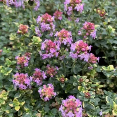 Тимьян ДОННА ВАЛЕЙ лимоннопахнущий в Речице