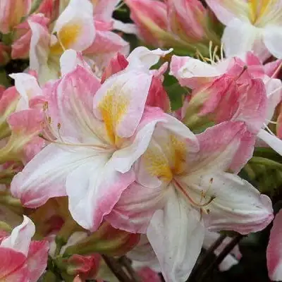 Азалия САТОМИ японская в Речице