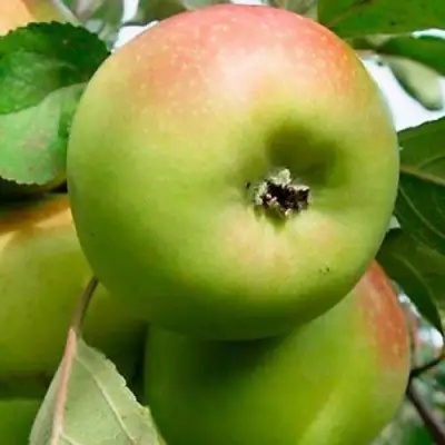 Яблоня БРАТ ЧУДНОГО стелющаяся в Речице