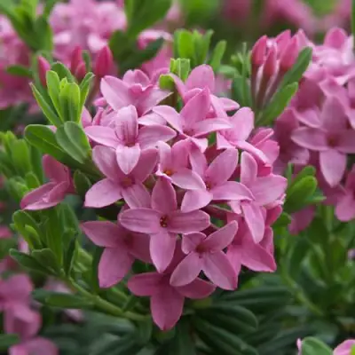 Волчеягодник КОЛЛИНА ГАРАЛЕНС в Речице