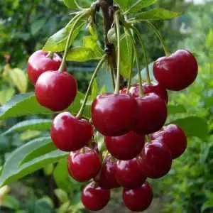 Дюк ФАКЕЛ в Речице